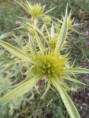 /album/dame-nature/fleur-dunes-jpg/